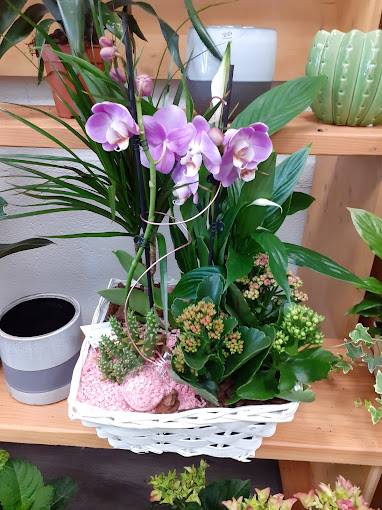 Composition en pot avec orchidées et plantes grasses