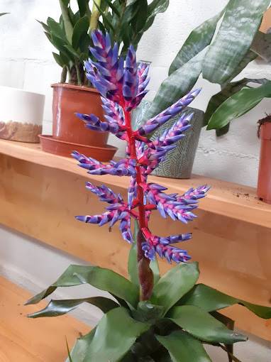 Plante en pot violette