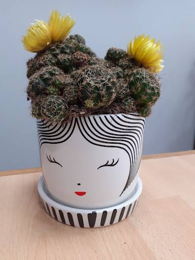 Cactus en fleur dans un jolie pot