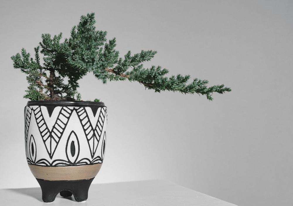 Bonzaï en pot